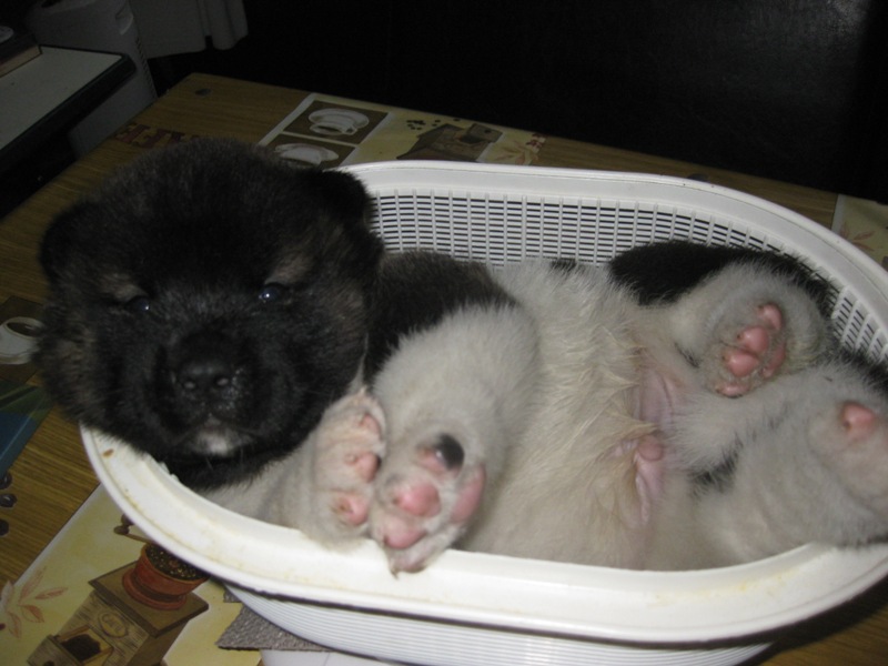 Puppies